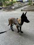 Vand caine Malinois talie mare