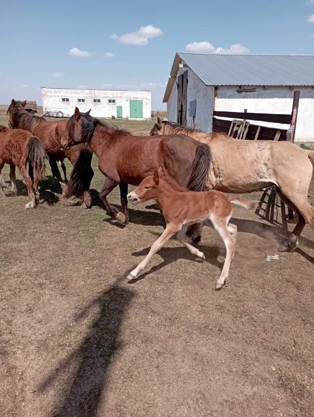 Крестьянское хозяйство, готовый бизнес