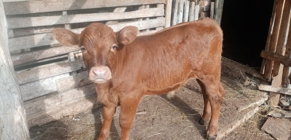 Tauras  ANGUS  Rosu.