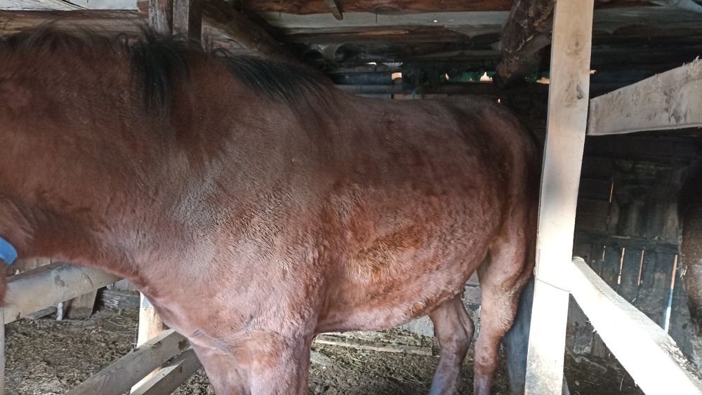 Продам соғым, Байтал