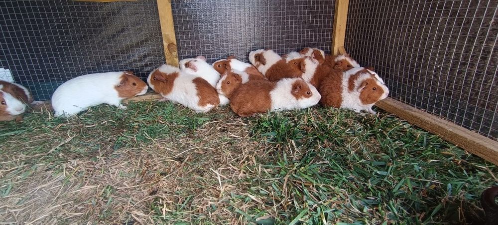 Porcușori de Guinea