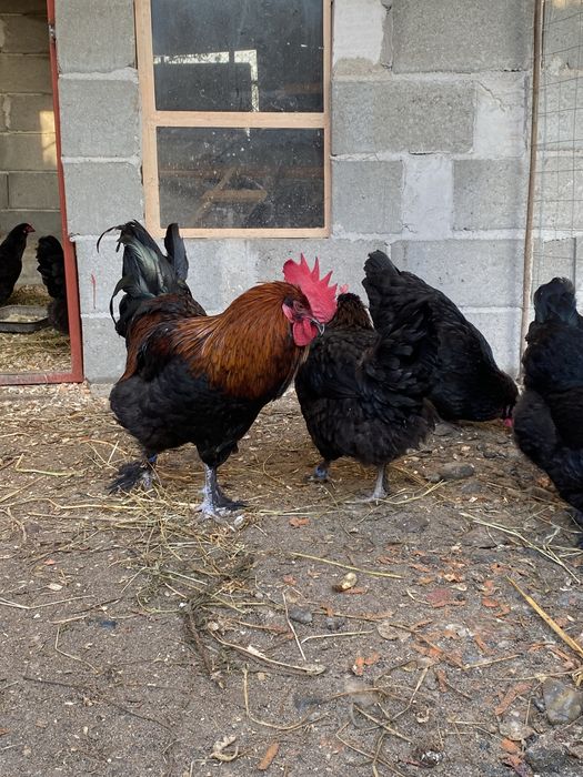 Oua incubat Marans Negru Aramiu