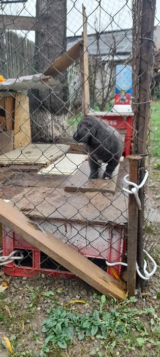 Donez o catelusa de talie medie