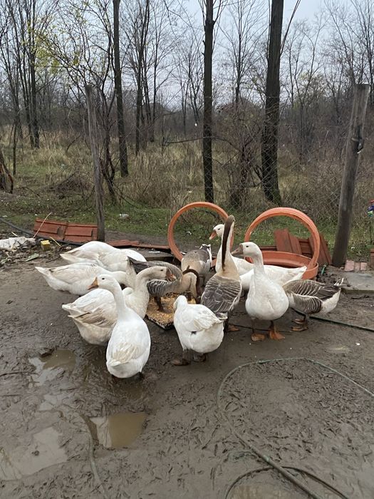 Dau la schimb gascani sau pereche pe 10 gaini ouatore