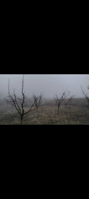 Toaletare pomi fructiferi