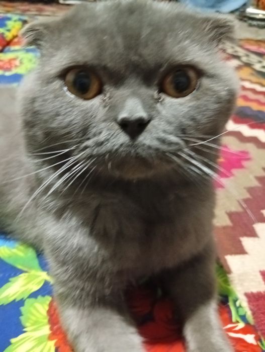 Britian kalta yungli mushugi