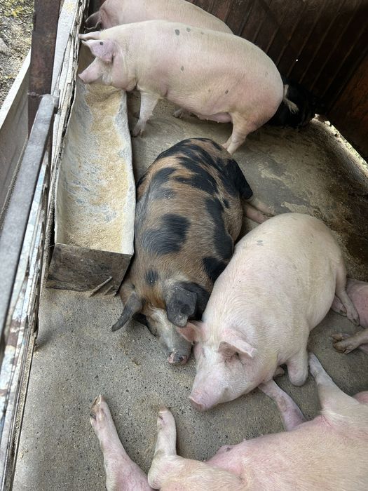 Домашни угоени прасета