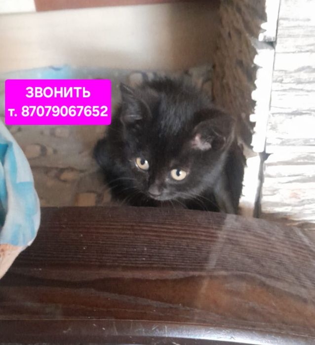 Котёнок ищет дом
