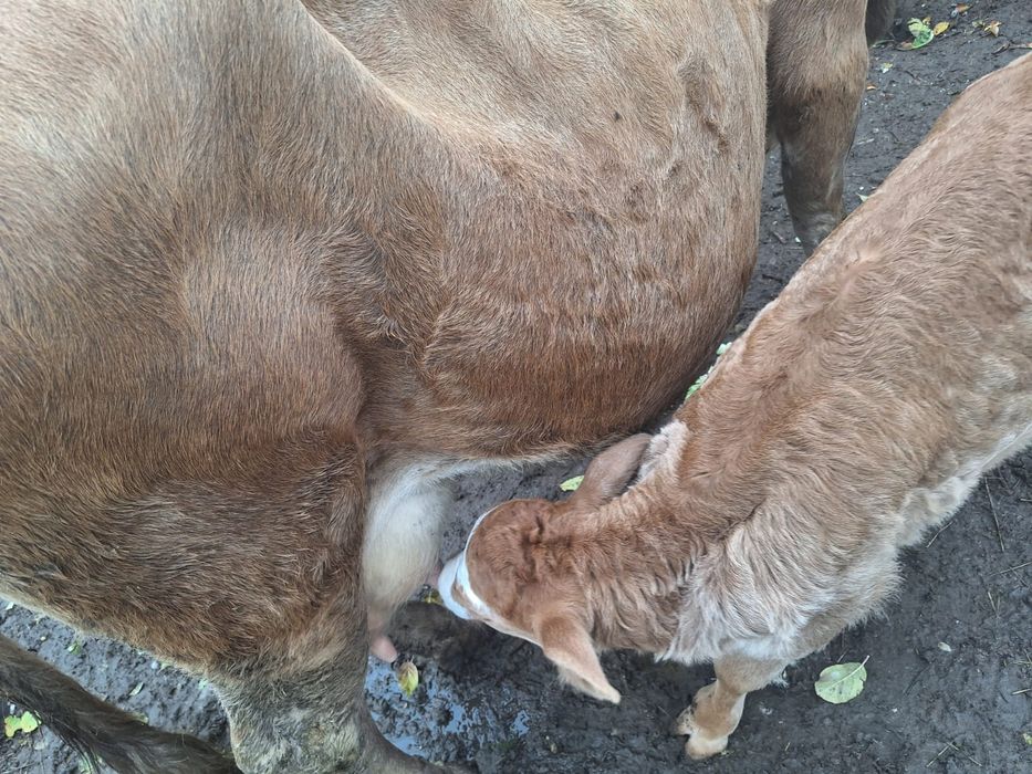 Vand vaca cu vițel de 2 săptămâni