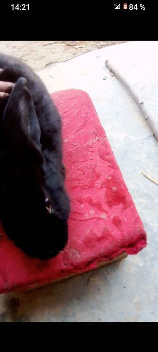 Quyon arzon sogʻlom