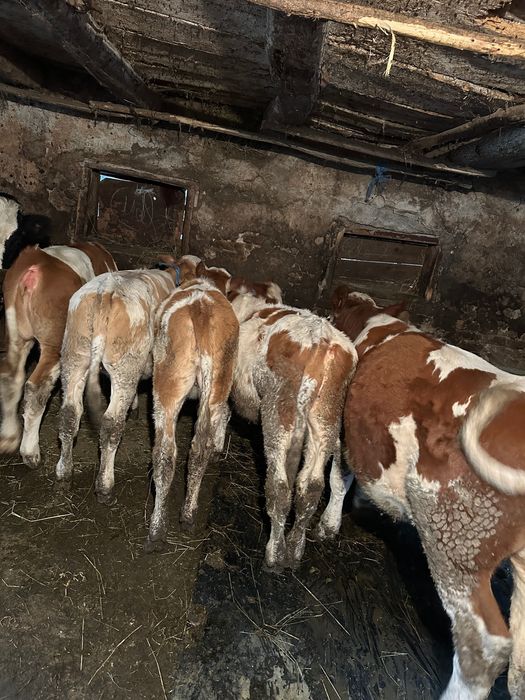 3 vitele și 2 tăurași de vânzare
