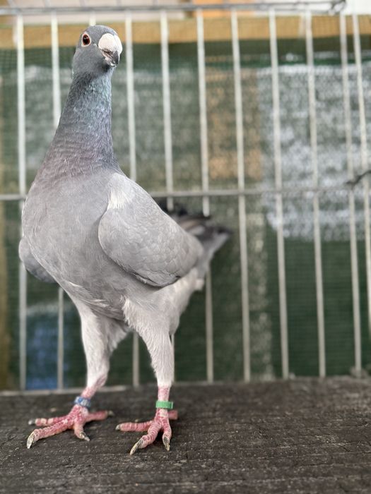 Voiajori germani Barless