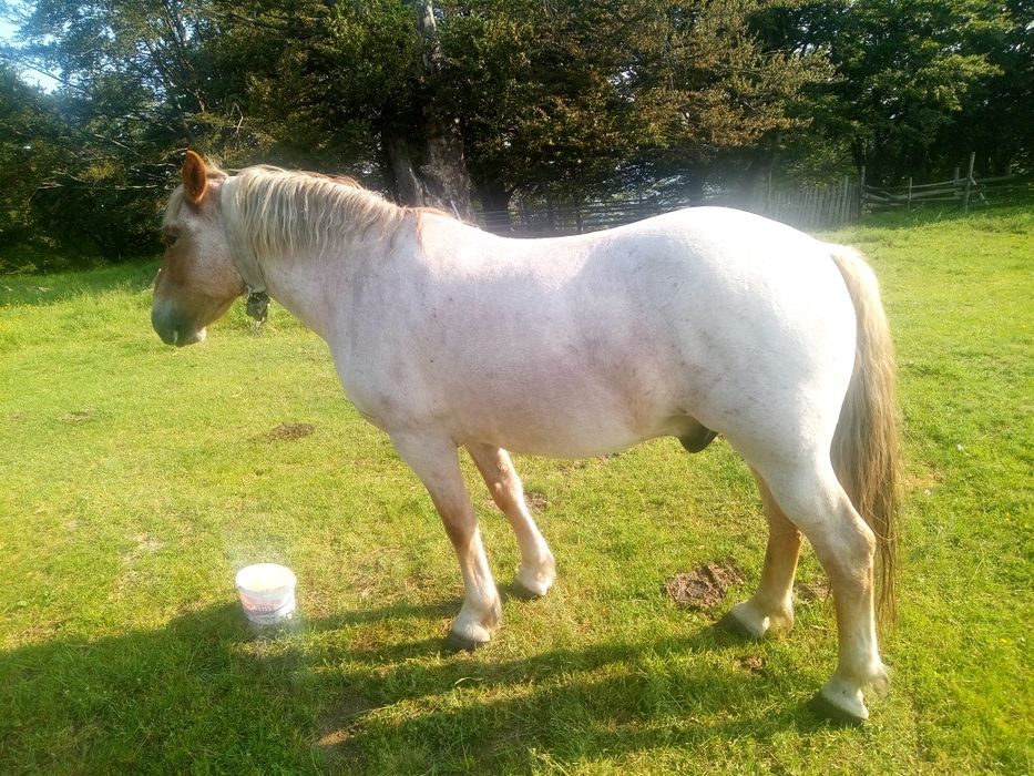 Cal de vânzare învățat la toate muncile agricole