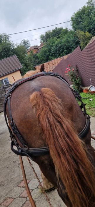 De vinzare un cal de 5 anii bun de ham cuminte fara defecte