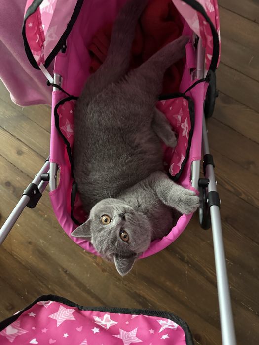 Чистокръвно британско момче на 5 месеца с родословие