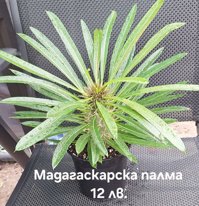 Предлагам стайни растения