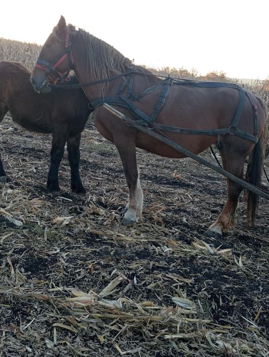 Iapa de 8 ani de vânzare