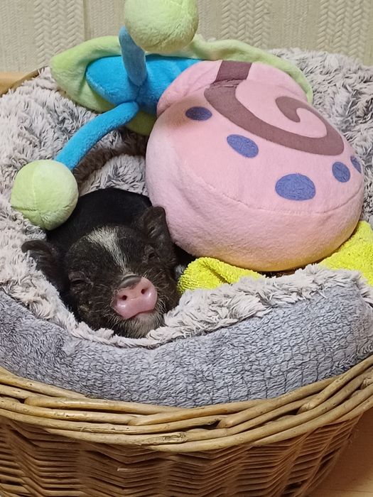 Мини прасенца / Декоративни прасета