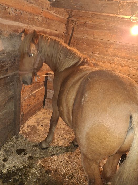 Vând sau schimb mânz armăsar de un an și 4 luni cuminte