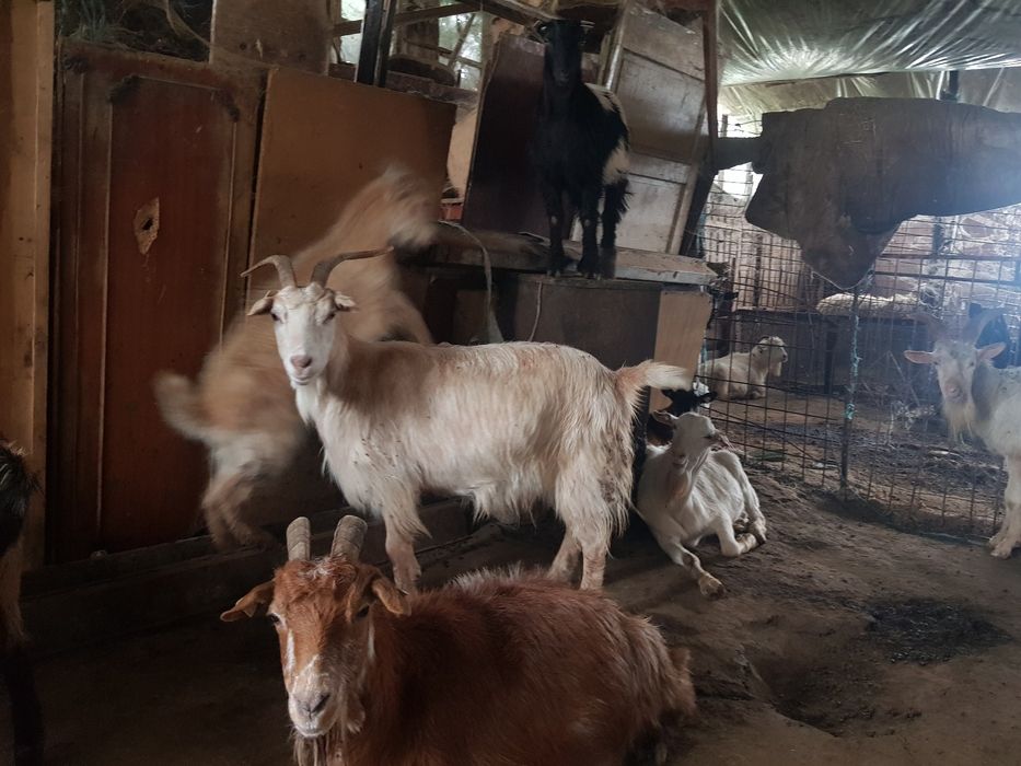 Vand capre autohtone