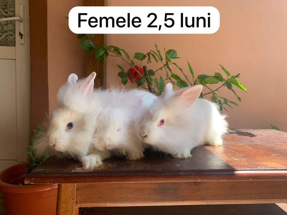Iepuri angora,cap de leu pitici și  talie mare între 5 săpt și 11 luni