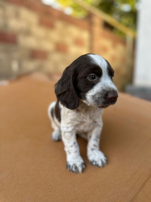 Вязка,случка спаниель