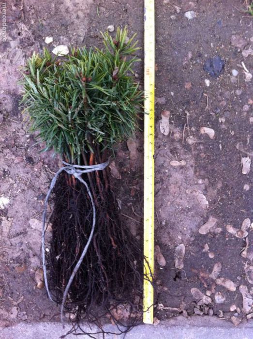 Puieti de brad Normand calitate extra din Danemarca!