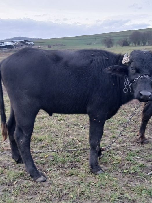 Taur de bivol de doi ani