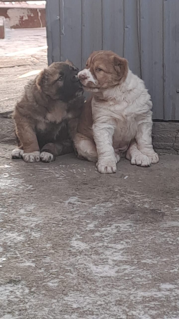 Алабай щенки 1 месяцев