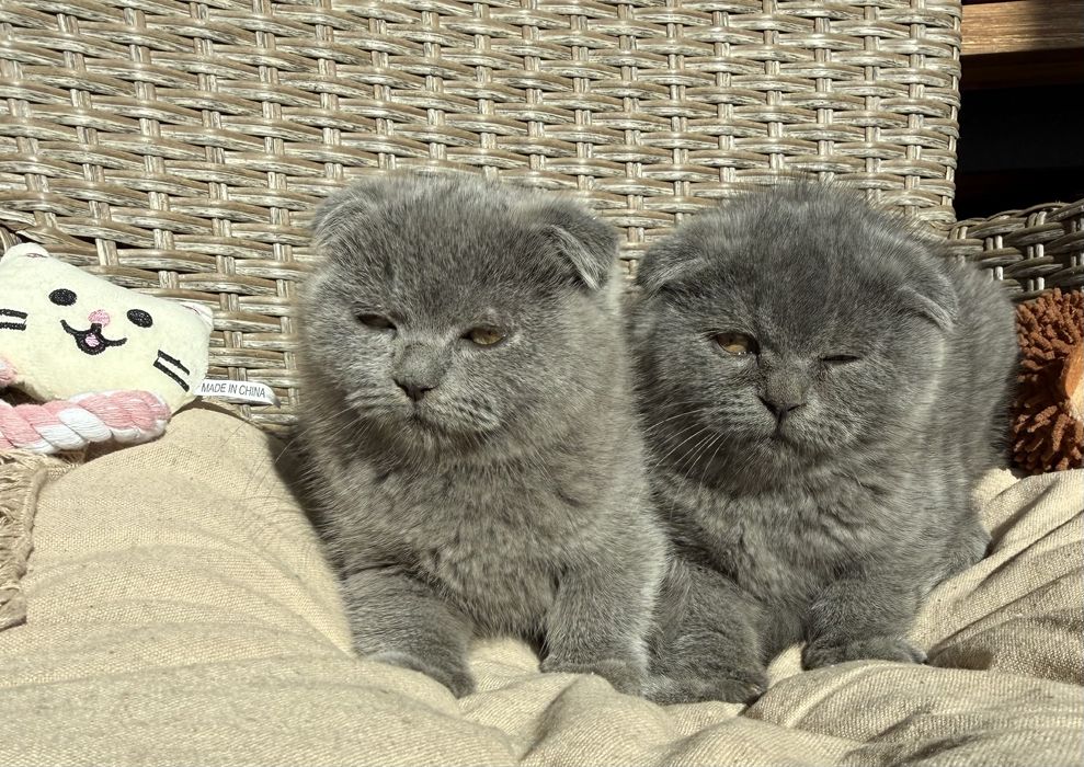 Британски  късокосмести клепоухи