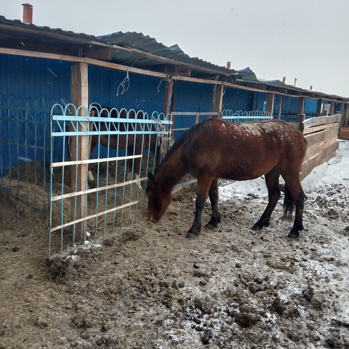 Бие сатылады буаз