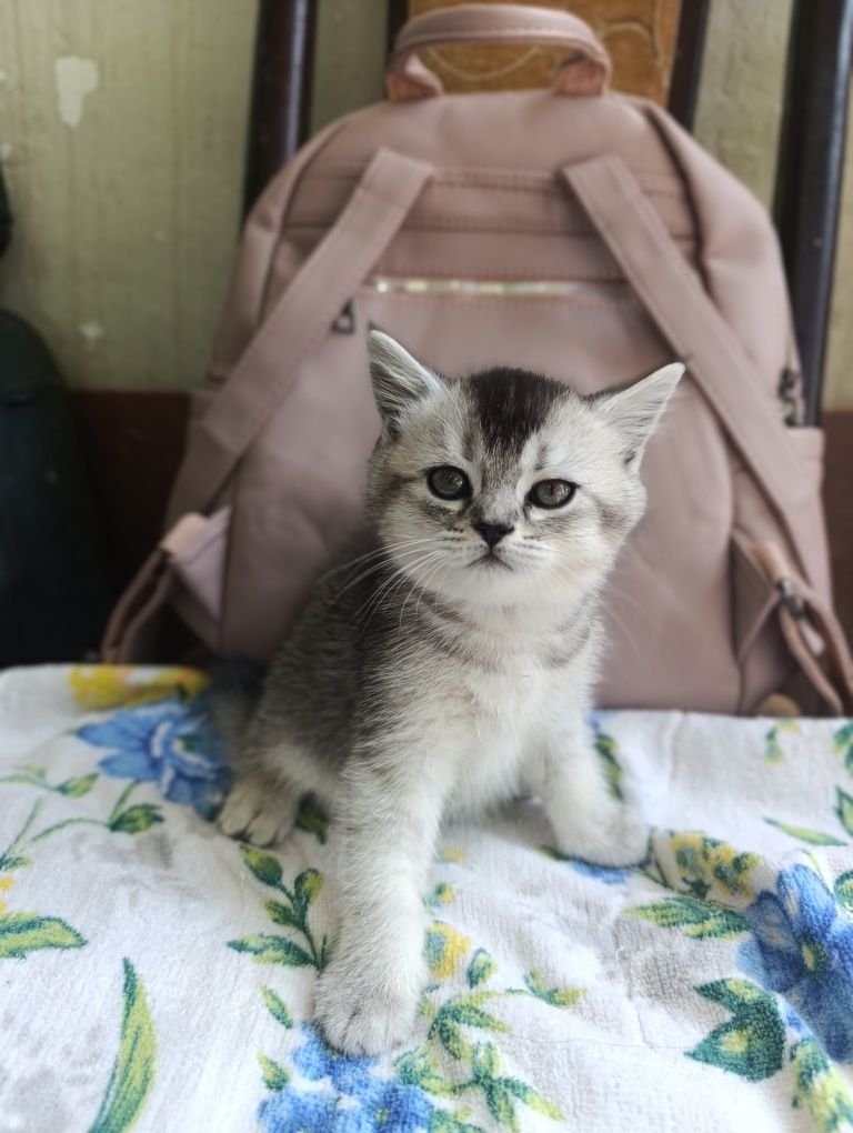 Котята.Серебристая Шиншилла