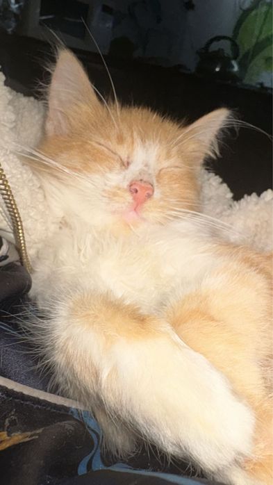 Котенок (мальчик) ищет дом