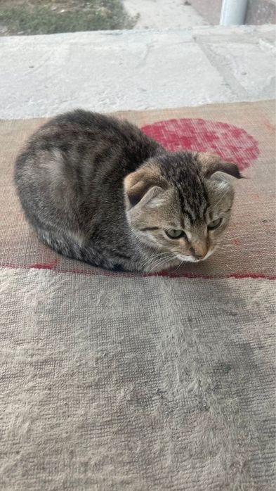 Продается котенок вислоухи