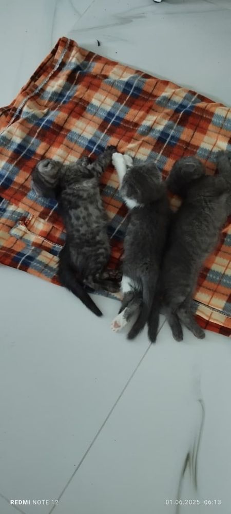 Котята , кошки , кот  . Вислаухие