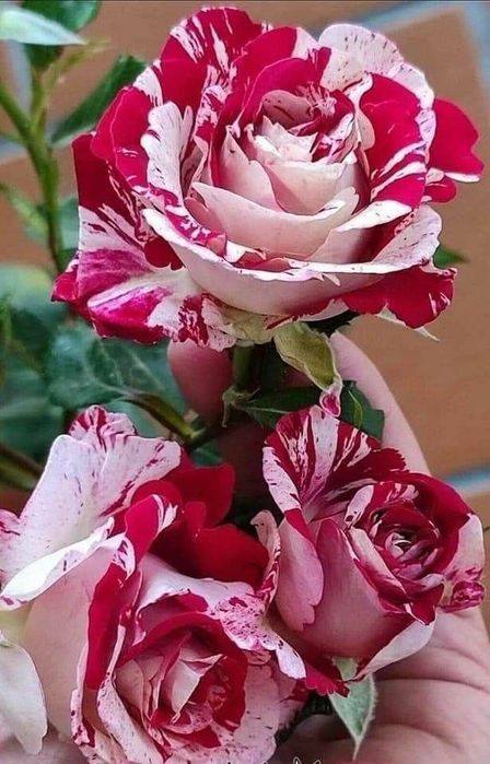 Trandafiri englezesti cu licenta intens parfumati