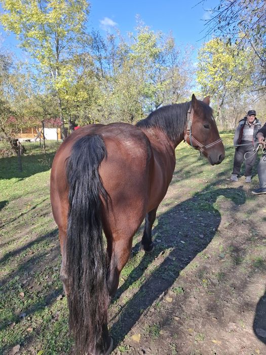 Vand iapa de 9 ani cu acte in regula