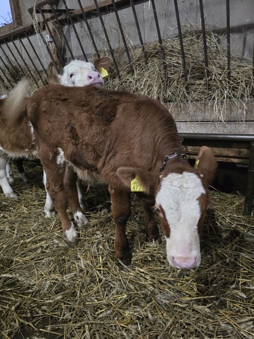 Tauras baltat romanesc.