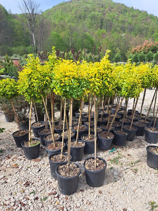 Vând plante ornamentale tuia smarand tuia Leylandii