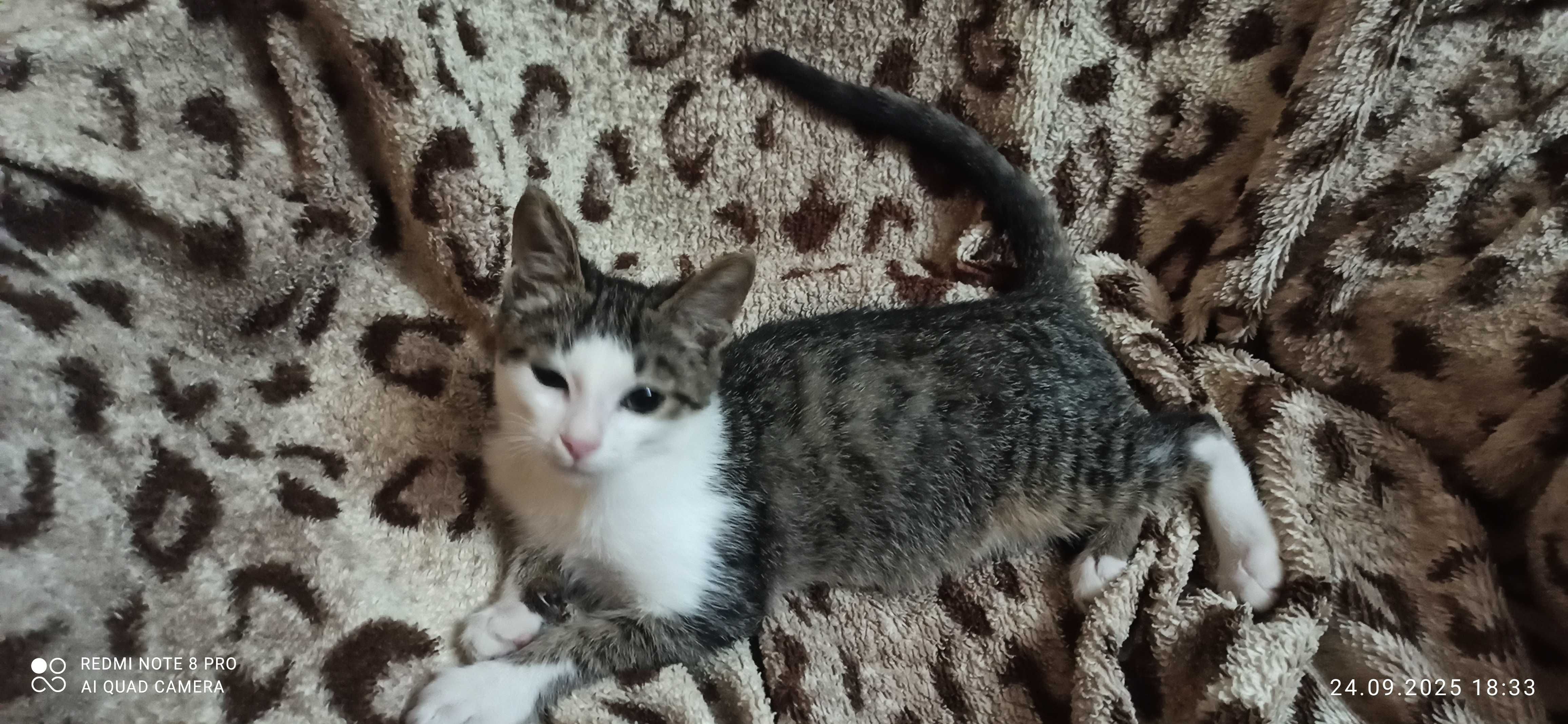 Котенок 3 месяца ищет дом и заботливые руки.