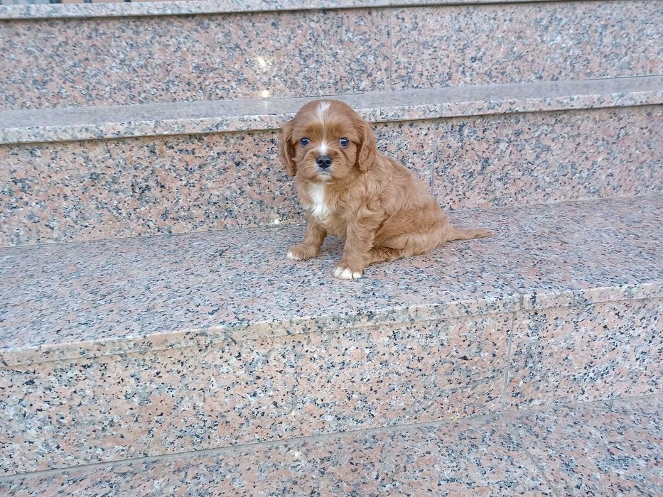 Cavalier King Charles Spaniel