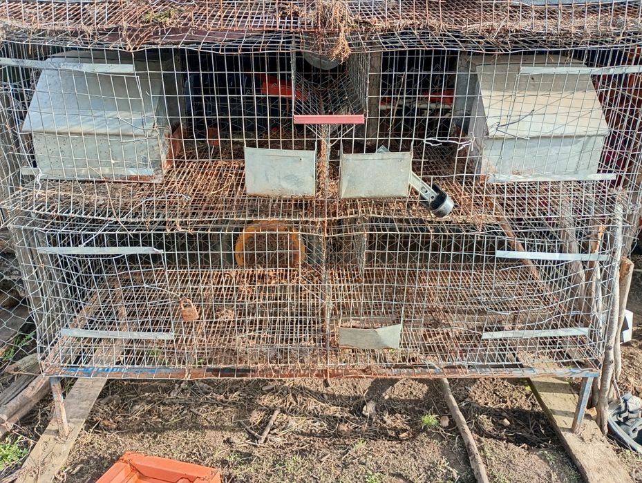 Vând cruștii iepuri\gaini