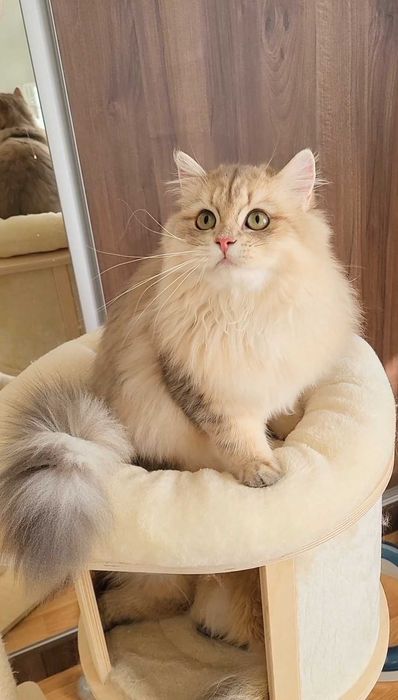 British longhair fetita exemplar cu pedigree