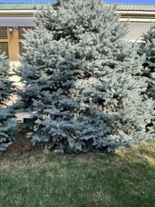 Ель голубая до 4 метров 8 шт