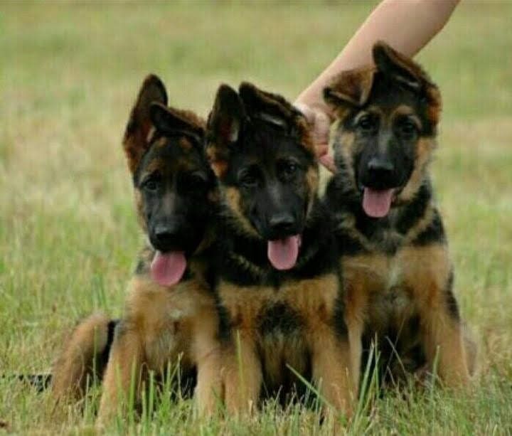 Продам щенков немецкой овчарки остались только сучки