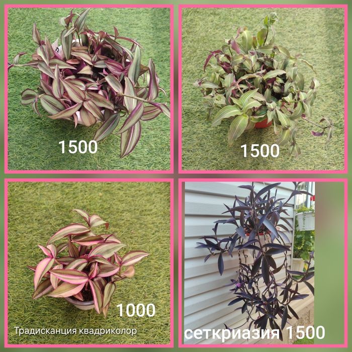 Цветы в дом  разные