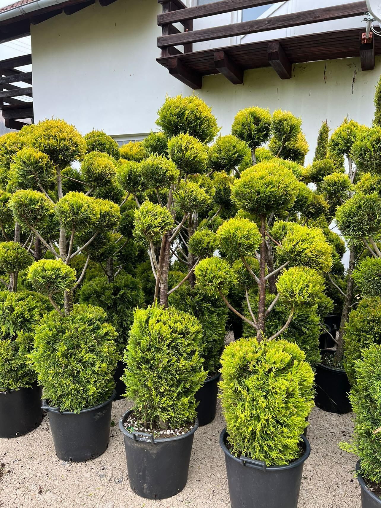 Plante verzi tuia leilandi spirala
