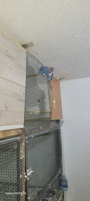 Papagali agapornis personata
