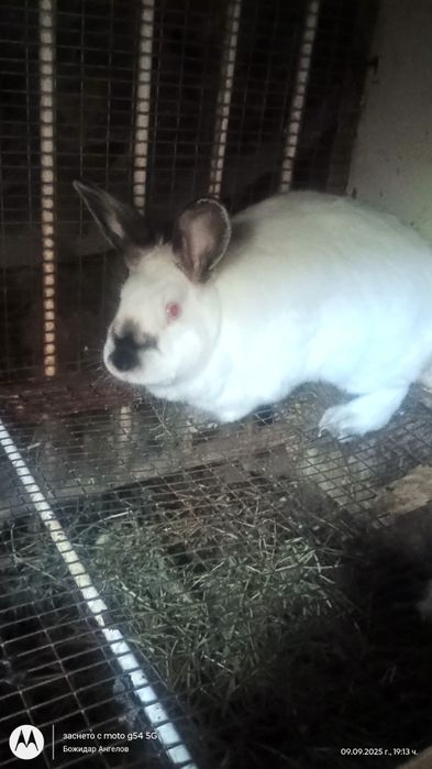 Пордавам зайци ваксинирани