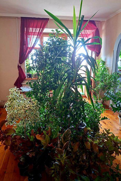 Продам фикусы разного сорта